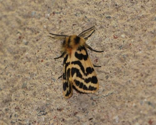 Spilosoma curvata